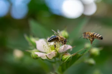 Fotobehang bee on a flower © GoraIN
