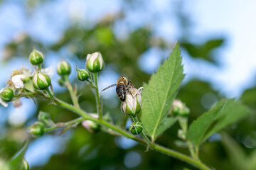 bee on a flower