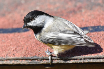 Naklejka premium Black-capped Chickadee Detail Portrait