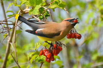 Cedar Waxwing eating berries from Cranberry Viburnum