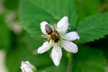 bee on a flower