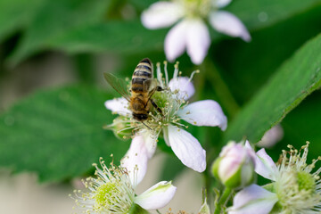 bee on a flower