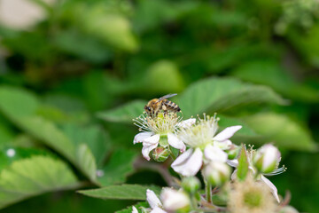 bee on a flower