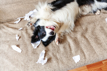 Naughty playful puppy dog border collie after mischief biting toilet paper lying on couch at home. Guilty dog and destroyed living room. Damage messy home and puppy with funny guilty look.