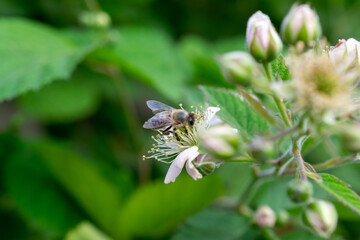 a bee on a raspberry flower