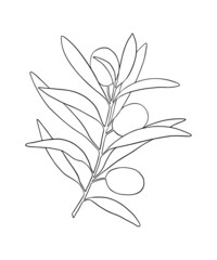Vector sketch of olive tree branch. Hand drawn line art. Outline drawing