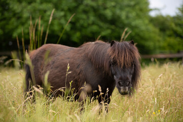 Pony im hohen Gras