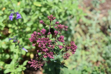 A flowering plant almost ready to bloom