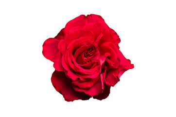 red rose isolated on white background
