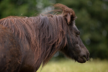 Obraz premium Pony im hohen Gras
