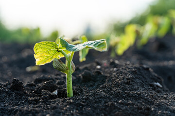 Seedling are growing in the soil with backdrop of the sunlight