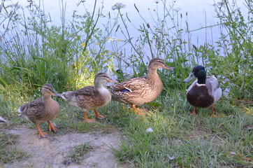 Mallard duck (canard Col-vert), 3 females and 1 male