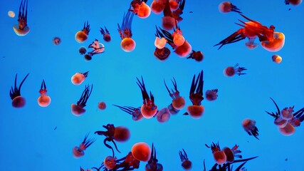 Red Jellyfish swimming in Shaghai aquarium