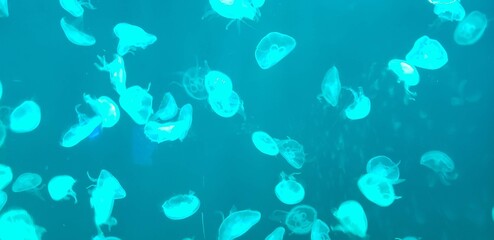 Fototapeta na wymiar Close up of jellyfish at Shanghai aquarium