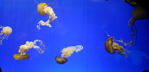 Fototapeta na wymiar Close up of jellyfish at Shanghai aquarium