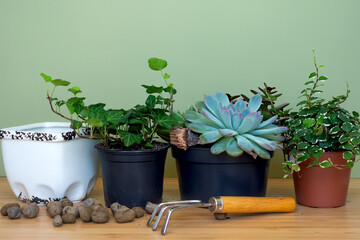 Replanting flower in indoor garden. Potted green plants at home, garden supplies,urban jungle
