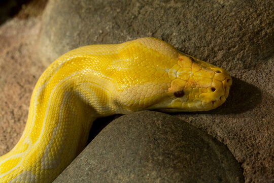 Burmese python (Python bivittatus).