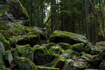 Moss covered rocks in the forest