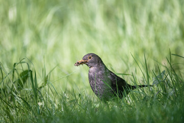 common blackbird (turdus merula) on the ground