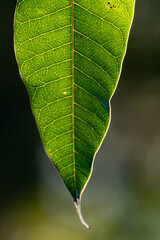 Green mango leaves on a summer day, leaves texture
