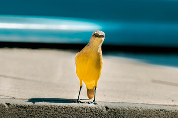 Machetornis rixosain the garden, picabuey, south America