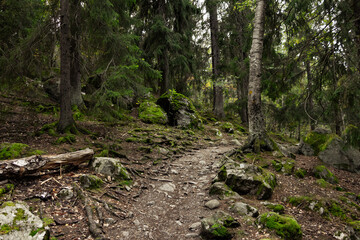 Path in the forest