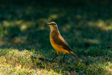 Machetornis rixosain the garden, picabuey, south America