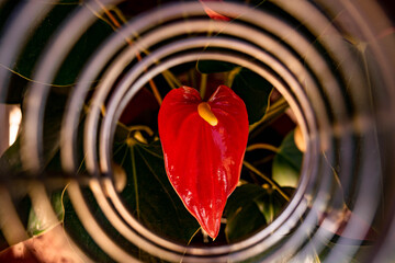 Red and yellow flower in the garden, anthurium