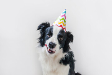 Funny portrait of cute smiling puppy dog border collie wearing birthday silly hat looking at camera isolated on white background. Happy Birthday party concept. Funny pets animals life.
