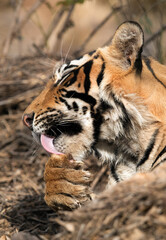 Tigress T60 cub licking its paws