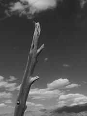 Black and White Country Wood Fence Post.