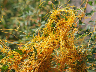 The greater dodder or European dodder, parasitic plant. Cuscuta europaea