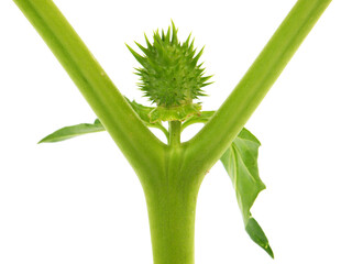 Pod of Jimson Weed isolated on white background. Datura stramonium