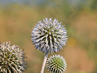 Globe thistle flower head, Echinops sphaerocephalus	