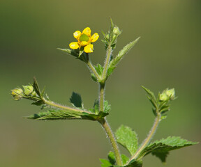 Yellow flower of yellow avens, Geum aleppicum