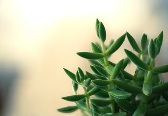 Fototapeta na wymiar close-up cactus plant in flowerpot at home