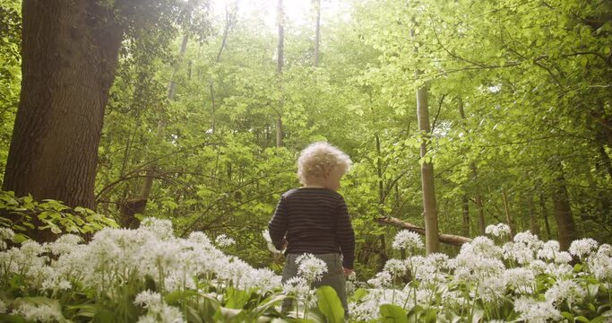 Little Boy and Sunbeam in the Forest Surrounded by Tall Trees