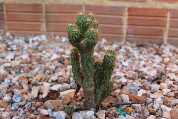 cactus in the desert