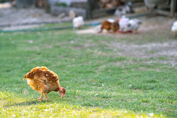 Hen feed on traditional rural barnyard. Close up of chicken standing on barn yard with green grass. Free range poultry farming concept.