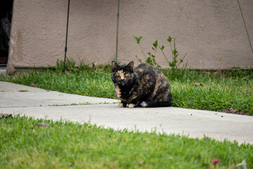 Tortie cat on sidewalk in front of buildingg