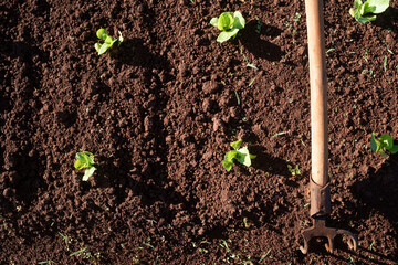 Vegetable garden with organic food in Brazil