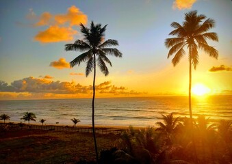 Beautiful colorful sunset with coconut trees on the Cupe Beach, Pernambuco, Brazil