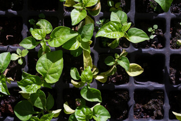 Vegetable garden with organic food in Brazil