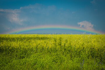 Fototapeta premium Wonderful rainbow placed very low above the fields.