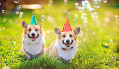   holiday card two funny Corgi dogs lie in the green grass in colored caps with soap bubbles on a...