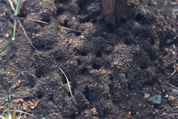 Worker ants in a natural anthill, detail of wild life in nature
