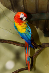 Green, red and yellow parrot in captivity