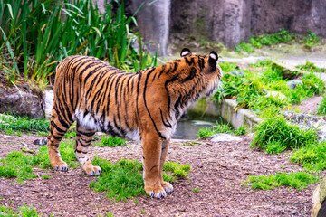 bengal tiger at the zoo