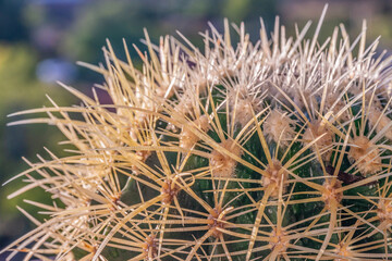 Cactus macro