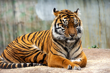 Naklejka premium tiger in the zoo